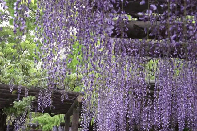 暮春之紫说紫藤 紫式部的源氏物语 与紫藤花下渐黄昏的交感之美 看点快报