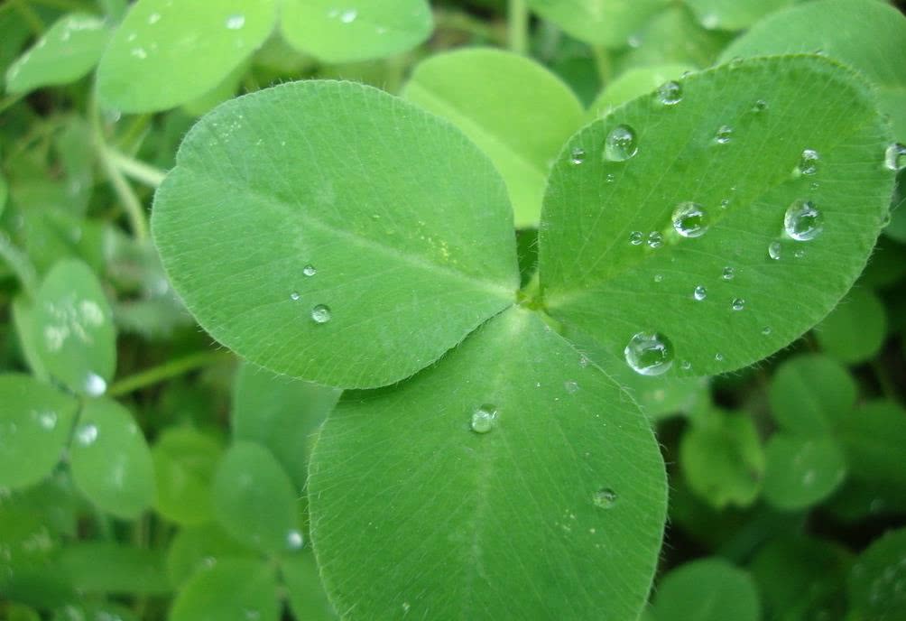 代表五月的苜蓿草 其花语是什么 看点快报