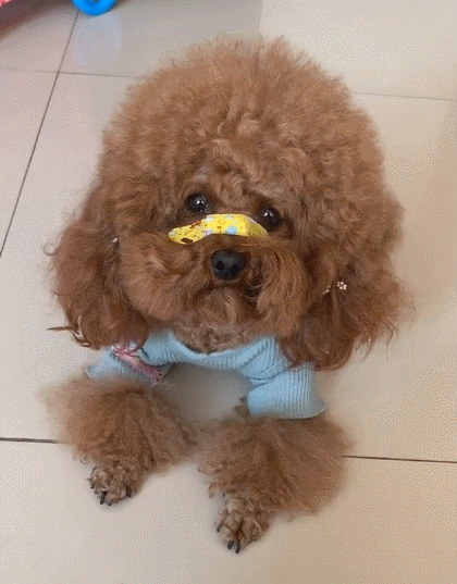 好可爱的小狗狗,你看看这小造型,真是一只可爱的小狗狗!