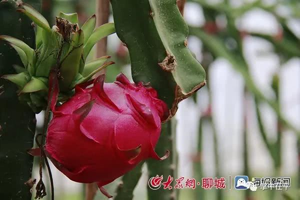 茌平 南果北种 火龙果结出红红火火好日子 看点快报