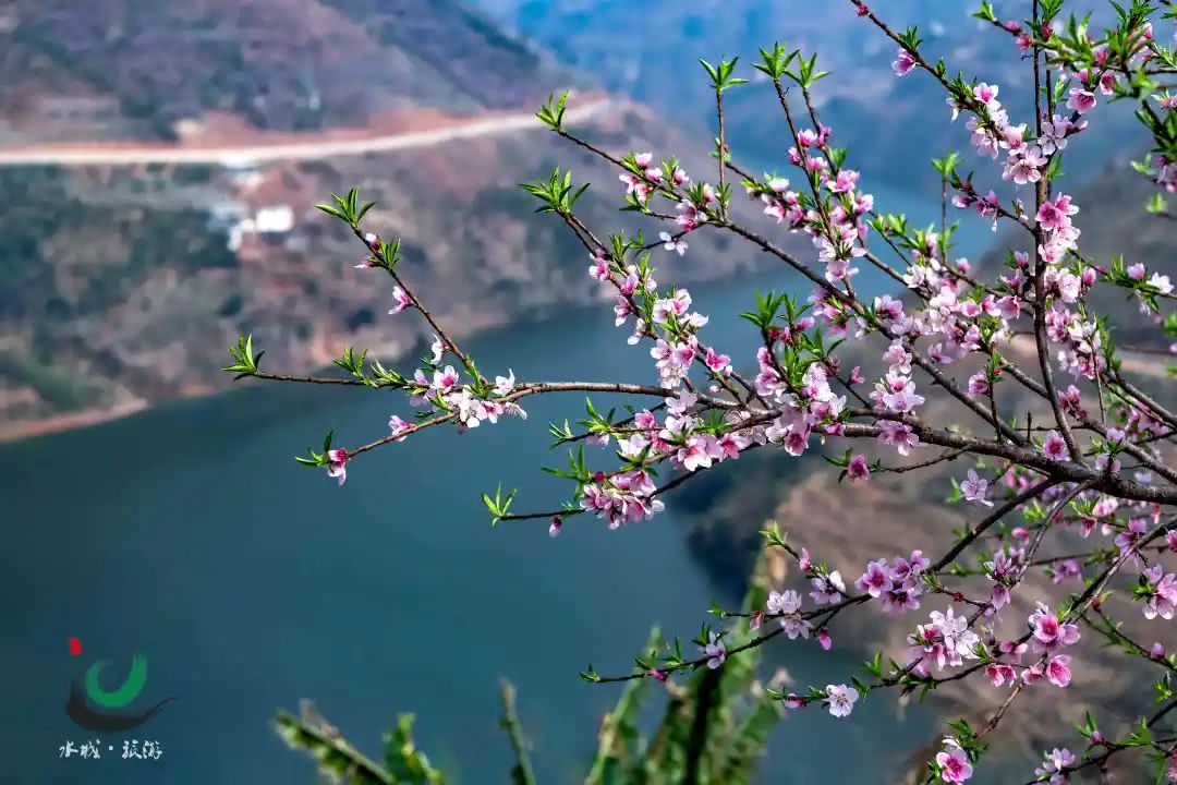 渔舟逐水爱山春,两岸桃花夹古津. 北盘江畔,花开正艳.