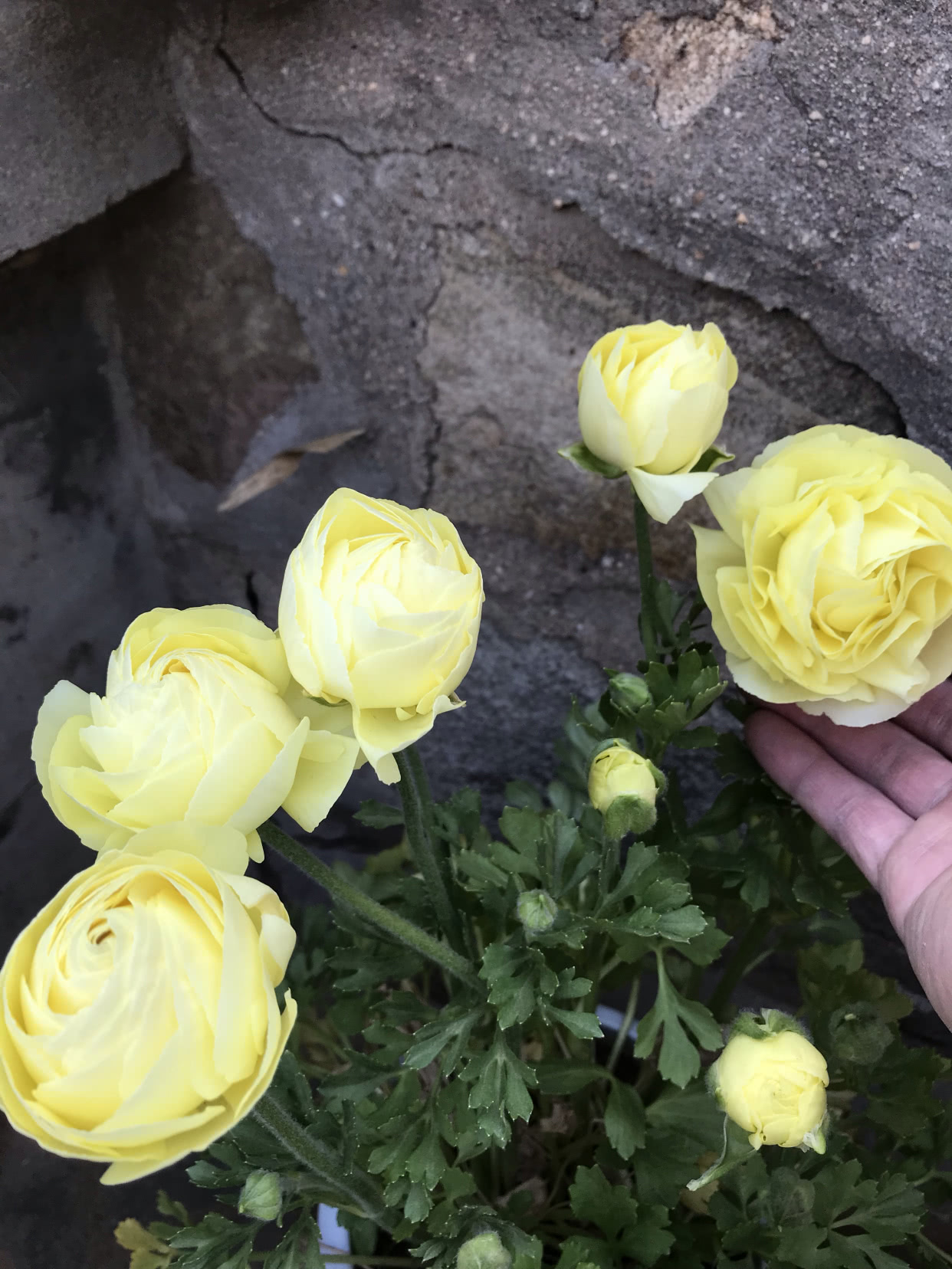 此花是世界名花 花似牡丹 超级好养 年年有花开 是盆栽佳品 看点快报