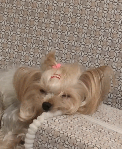 这么可爱且冰雪聪明的小奶狗,这俏皮的小模样,捕捉一只小可爱.