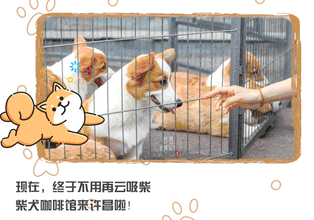 柴犬柯基任你搞~    除了狗子之外还有猫咪!都能撸,买上一杯6.