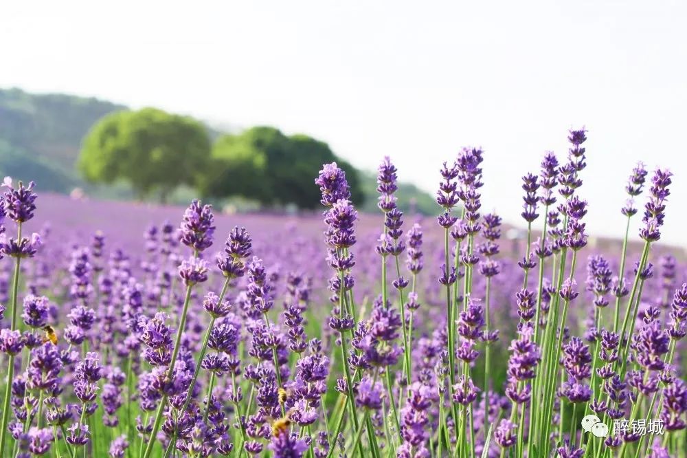 醉锡城丨年初夏 我们一起相约紫色的5 来一场与薰衣草的紫色约会 看点快报