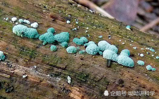 植物界的 寄生虫 与动物界的寄生虫何其相似 看点快报