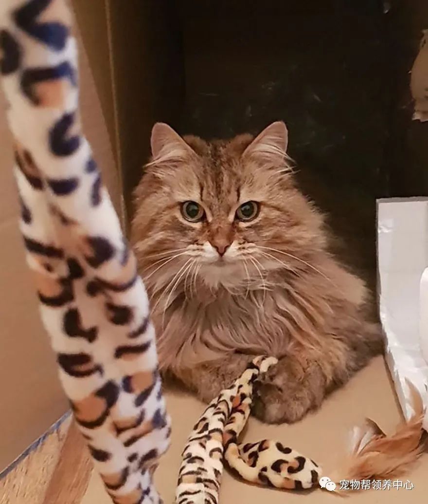 老猫带回神秘纸条 打开一看竟发现它的另一身份 天天要闻