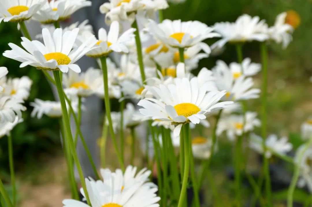 雏菊安徒生童话 腾讯网