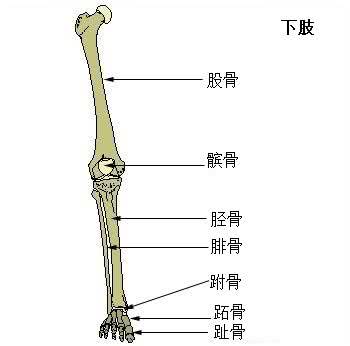 北京时间2月23日,皇马官方宣布阿扎尔右腓骨远端骨裂.