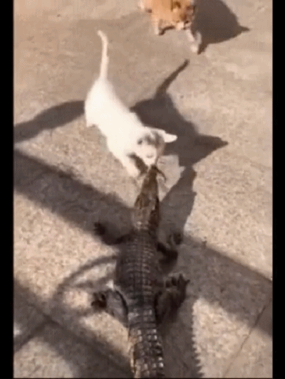喵星人,猫咪,铲屎官,橘猫,乌龟