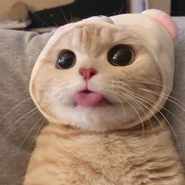 可爱猫咪头像,表情包分享