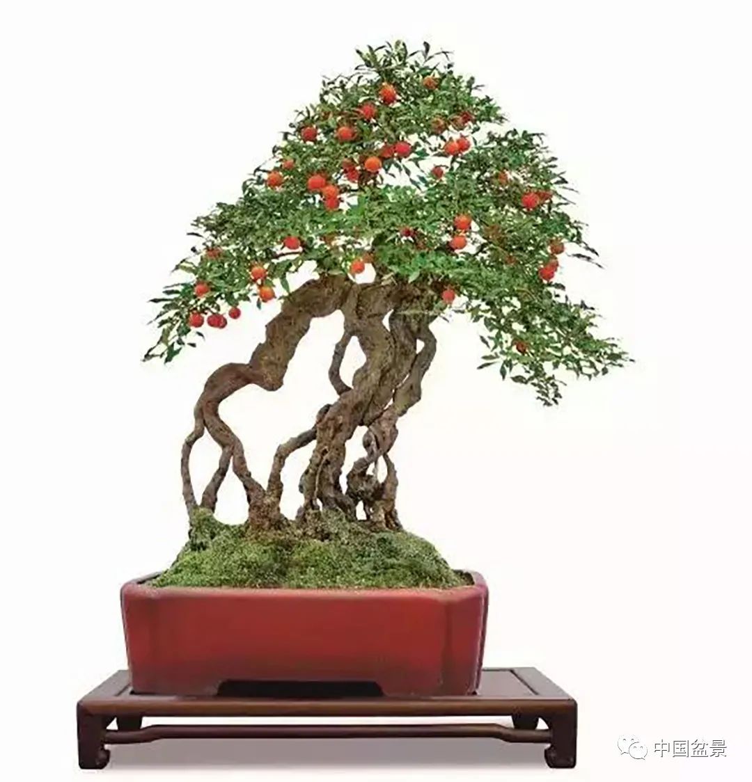 金弹子盆景欣赏