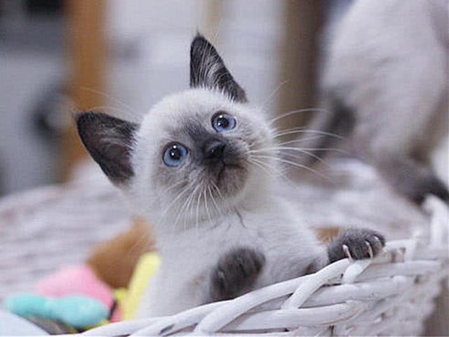 猫咪的颜色是固定的吗 气温 营养不良等原因都会导致其毛发变色 看点快报