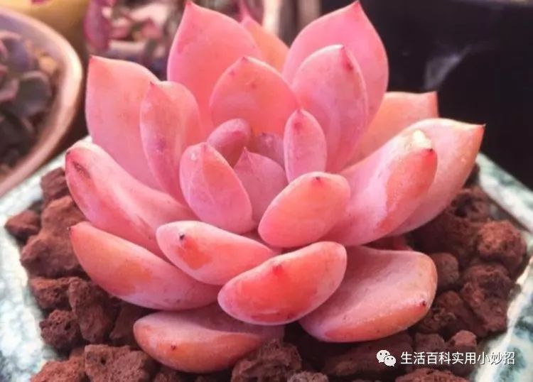 冬天养多肉 做好 3件事 盆盆养出好状态 越冷长越美 看点快报