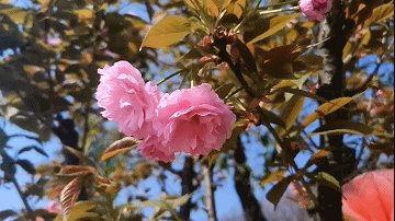 之间 桃花遍地,繁花似锦 盛开的李花 压弯了树枝 洁白无瑕,清新淡雅