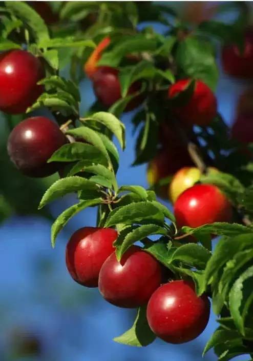 20171030150223_2nmrhq5ph1.jpg?v=1769802991289