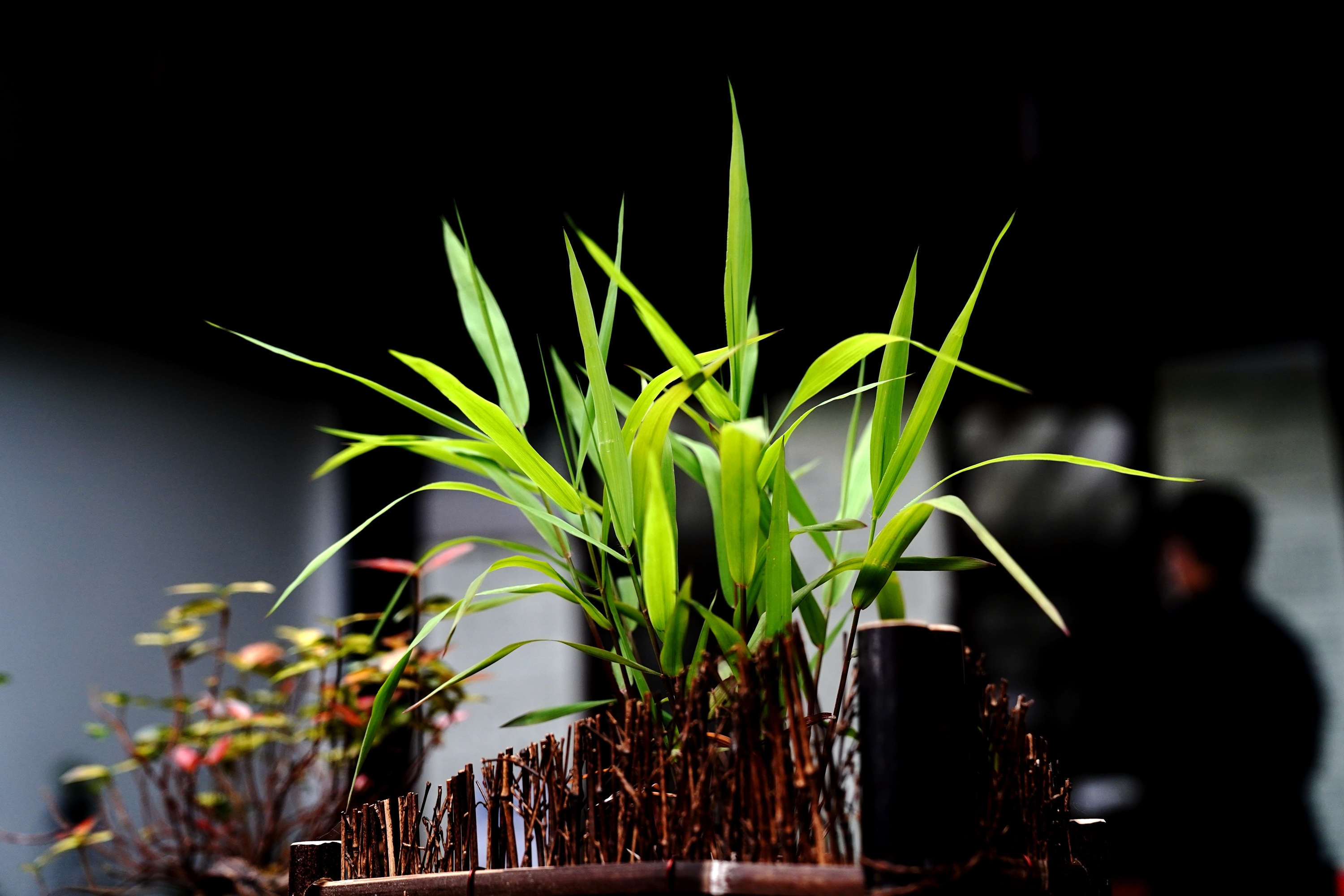 山野草展沪上受青睐 看点快报
