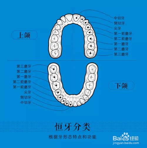 拔牙,牙齿,第三磨牙