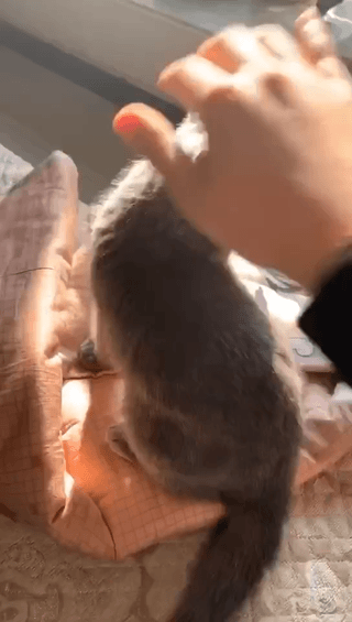 小奶猫花式拒绝被摸头…这傲娇的表情也太可爱了吧!
