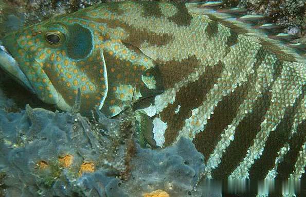 喂养蓝星鱼的生活特性 以及繁殖期间我们注意的地方 看点快报