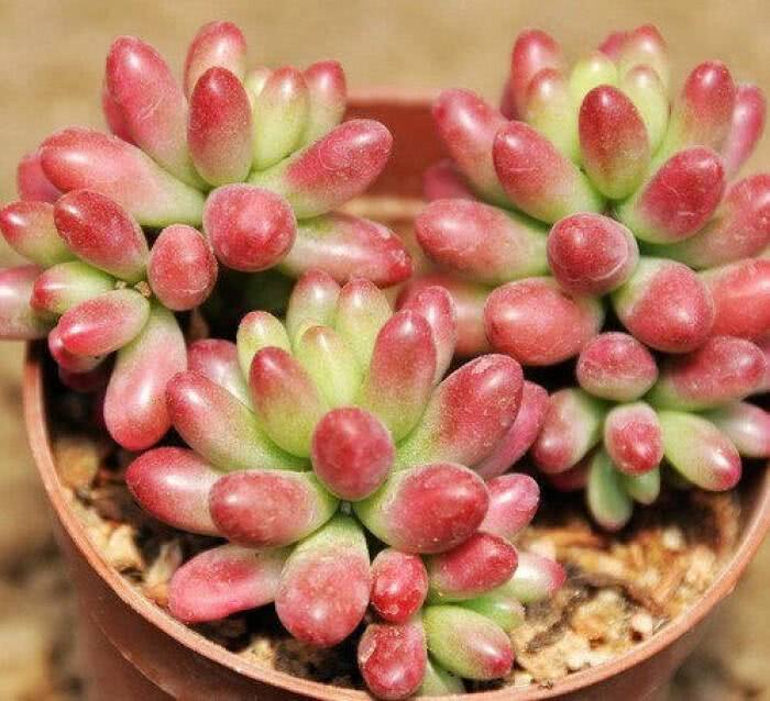 有10种多肉植物 很容易就会爆盆 好养又好看 看点快报