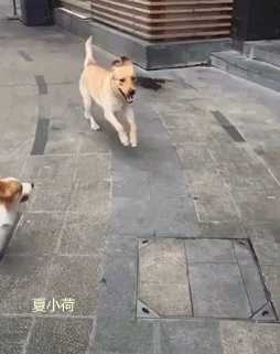 搞笑gif趣图:就你这样的小身板,也敢去当伴郎啊!