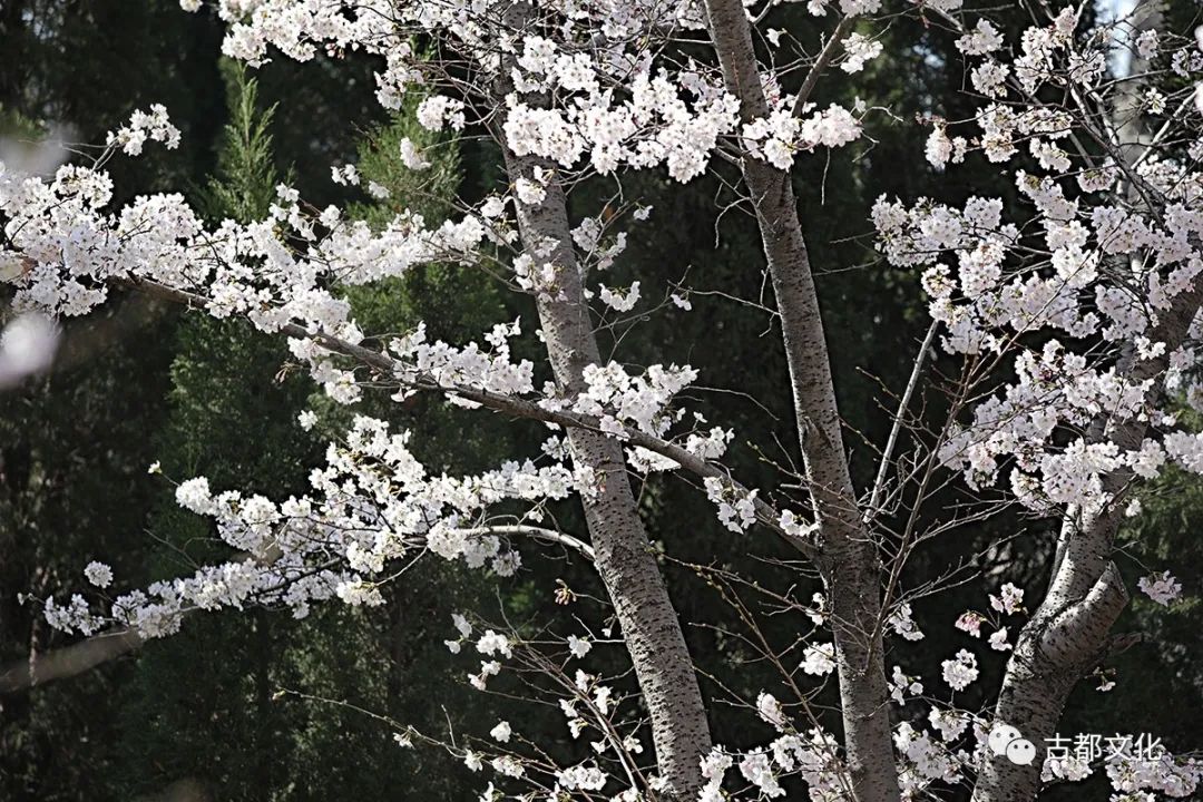 庚子年樱花絮语 我国从日本引种的那些樱花究竟有什么来历 看点快报