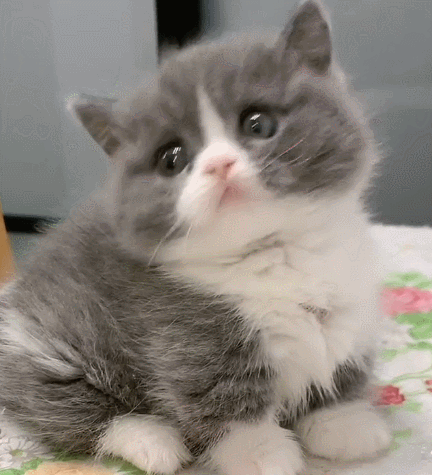 猫咪转悠着可爱的小脑袋,那东张西望的小动作,真像个大傻子!