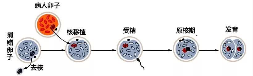 卵子的生命源泉 线粒体 看点快报