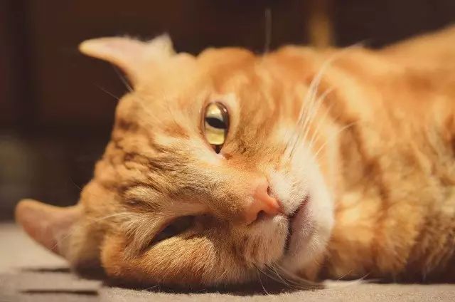 必须收藏 这可能是最全的猫咪呕吐攻略了 看点快报