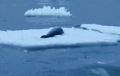 虎鲸暗中窥察猎物,图片:doug allan / npl