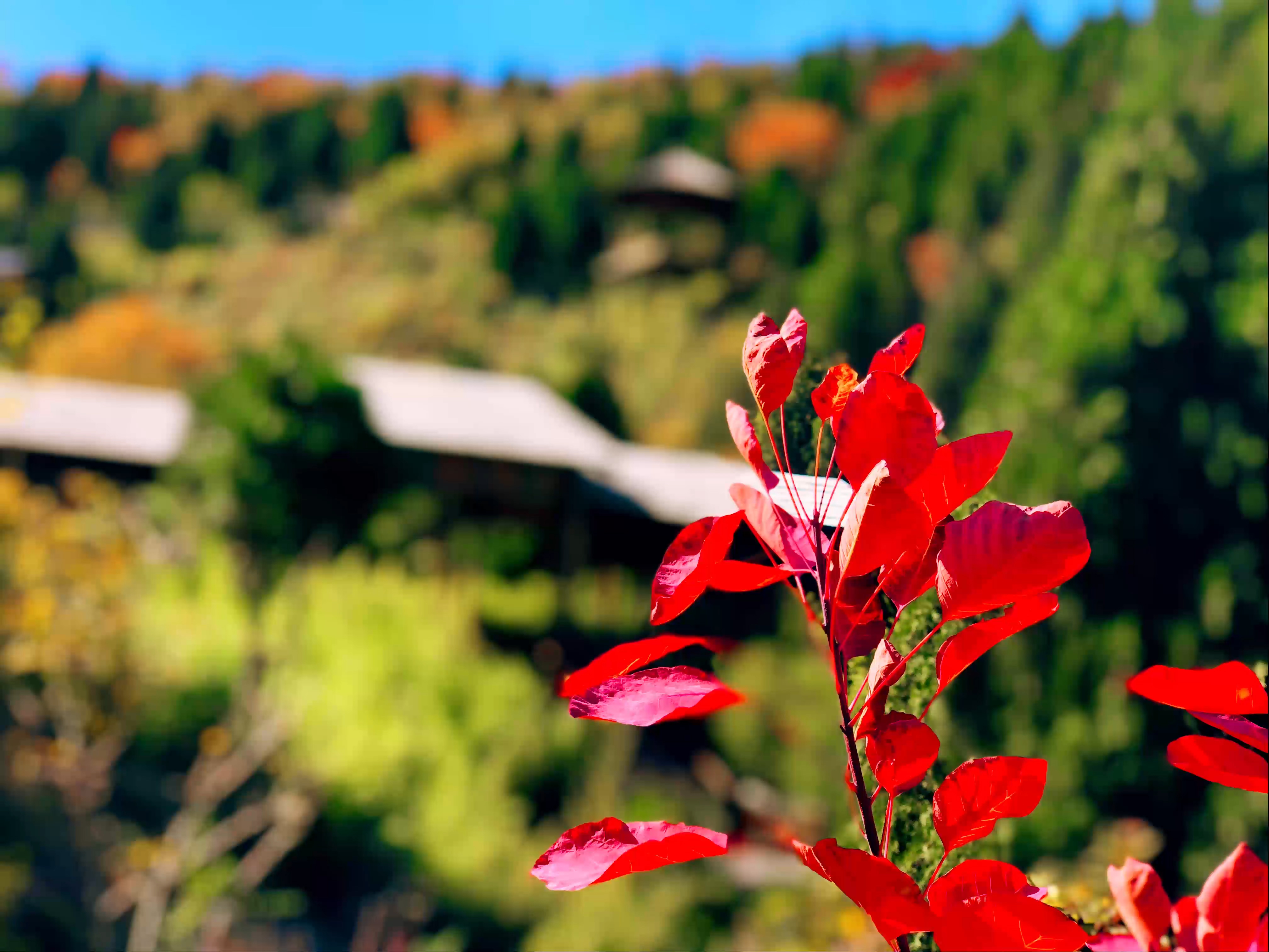 深秋已到 快来安阳长春观观赏红叶吧 看点快报