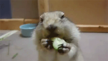 一些松鼠宝宝的表情包