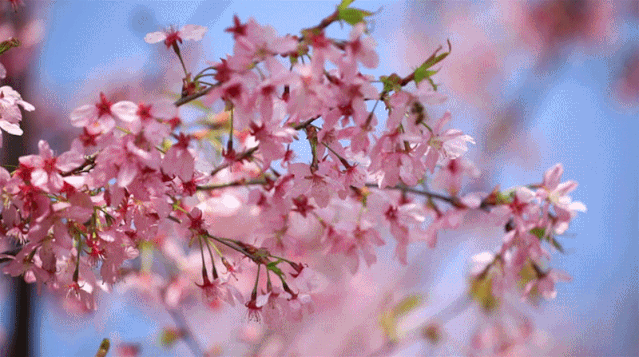 网友直呼:我们塘栖都游出了西湖的感觉