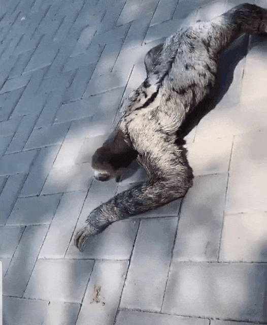 这就是树懒真实的样子吗?太可怕了