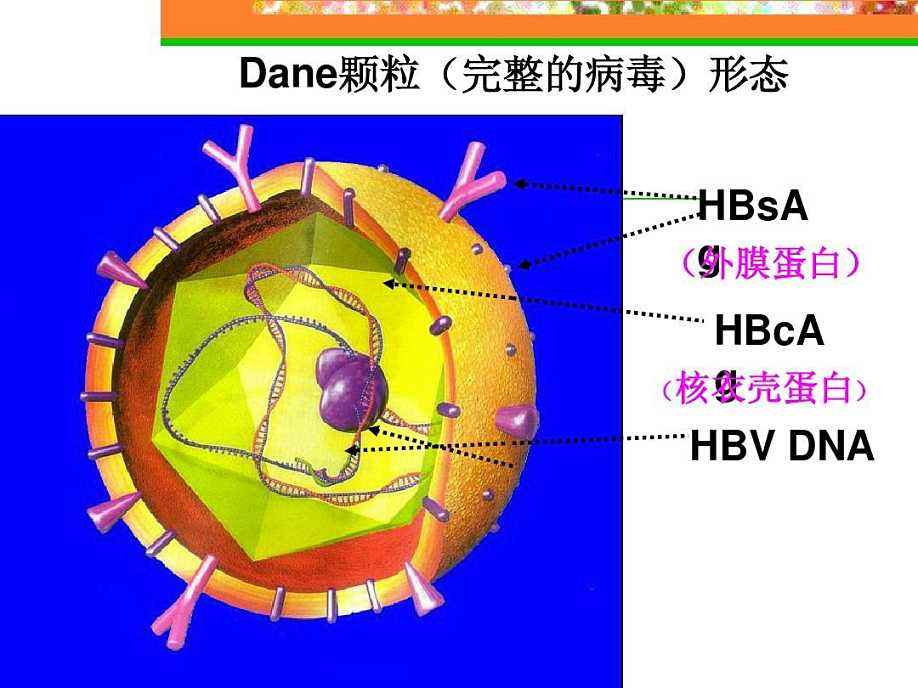 从感染过程 到新药研发方向 药学读懂乙肝 看点快报