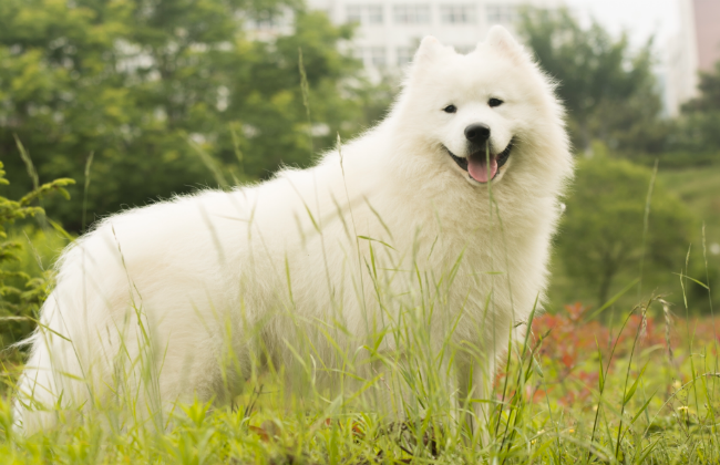 最难养的狗狗合集 你的 傻狗 有没有榜上有名呢 天天要闻