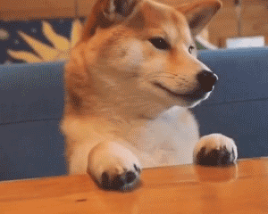 表情包丨一只认真等待吃饭的柴犬