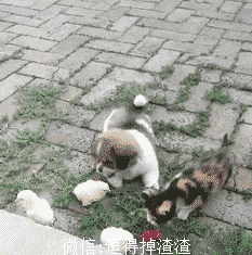 段子,劈腿,搞笑gif,老子,儿子