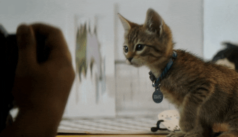 但这类猫猫的选择大多会从动物收容所里挑选,而且参与过一部电影后也