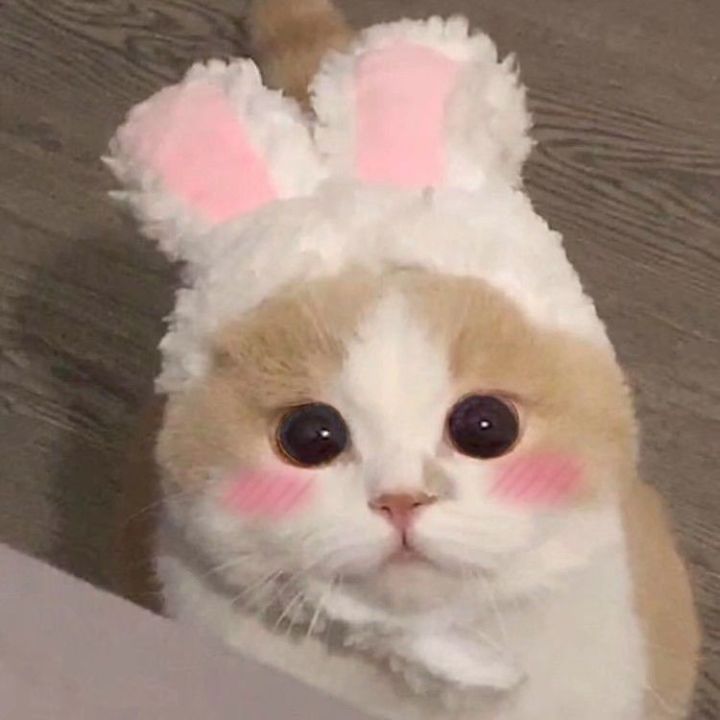 猫咪头像丨叮叮叮超可爱头像来啦