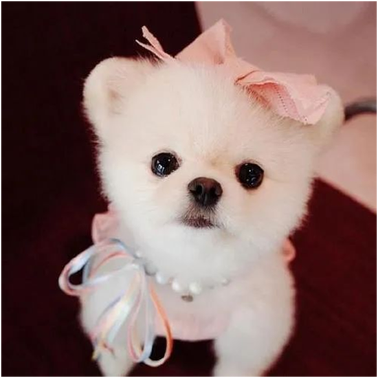 梳梳头 洗洗澡这些我们都会 但我们很多人却不会有效地照顾宠物的面子 天天要闻