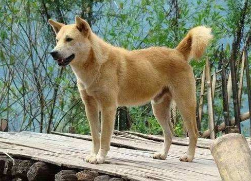 中华田园犬到底是什么狗?真的只是土狗吗?实际上它们很优秀