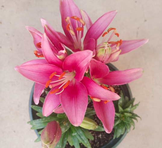 百合花的最佳种植时间到了 挑个好球埋土里 2个月就开花 看点快报