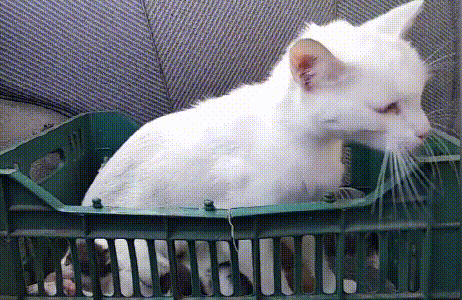 猫咪的含义就是,躺着不动就能把大哥当