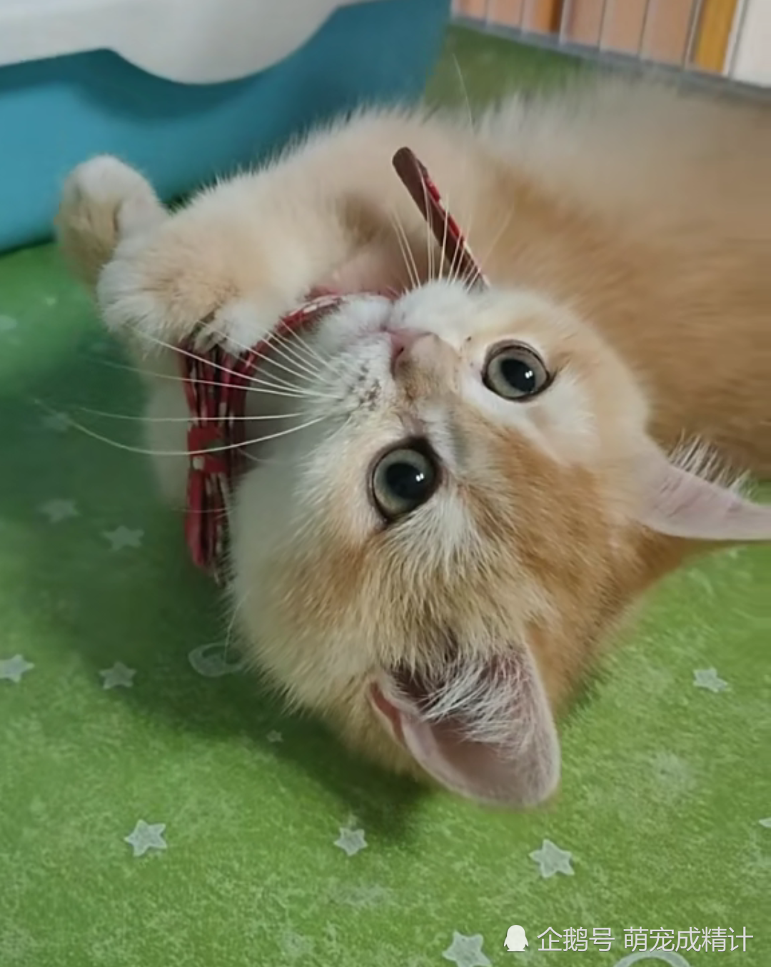 猫猫专属表情合集 眼神爆笑 看点快报