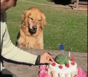 大金毛,狗粮,拉布拉多