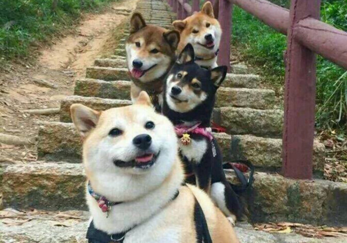 白色的柴犬狗狗为什么会那么稀少 看点快报