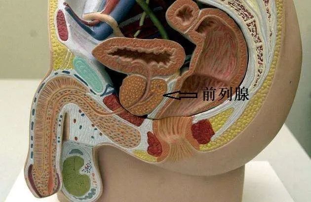 尿余沥,或晨起,尿末或大便时,自尿道溢出白色的分泌物;以及出现前列腺