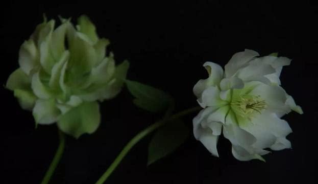 绿菟葵代表冷静的人 但是用量不慎就会变成毒草 是尖锐的花 看点快报